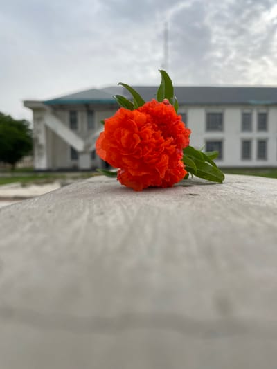 A vibrant orange, multi-petaled flower lies on a textured, grey concrete surface. The flower is in focus and positioned slightly to the left of the center of the frame. Behind the flower, a blurred white building with dark windows and a teal roof is visible. The sky above is overcast with a grey, cloudy pattern. Green foliage is visible attached to the flower and in the background to the left of the building. The scene appears to be outdoors, possibly in a public space.