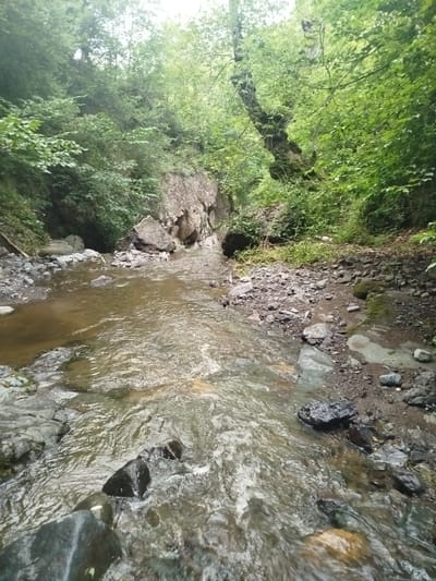 A wide-angle, vertical, low-angle shot captures a small, shallow stream flowing through a dense forest. The stream, with its murky, brown water, occupies the majority of the frame, its surface rippling with movement. Rocks of various sizes and colors, from dark grey to lighter tan, line the stream bed and its banks. Lush green foliage, including trees and undergrowth, creates a dense canopy overhead and covers the rocky slopes to the left and right of the stream. The overall scene depicts a natural, untamed environment within a forest setting. The image's perspective places the viewer at stream level, looking downstream. The location is identified as Bayan, Azerbaijan.
