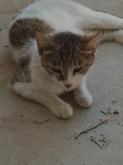 A short-haired cat with white and brown patches is lying on a concrete surface. The cat is facing to the right, with its head slightly lowered and eyes partially closed. Its front paws are tucked underneath its body. The concrete surface appears to be outdoors, with a few small twigs and debris scattered around. The background is out of focus, but suggests an outdoor environment. The image was taken in Muborak, Uzbekistan.