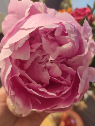 A close-up, high-angle shot captures a vibrant pink peony in full bloom, its delicate petals layered in a swirling pattern. The flower is held by a hand, partially visible at the bottom left of the frame. The background is softly blurred, suggesting an outdoor setting with hints of other flowers, including a red flower and an orange bloom, as well as foliage. The lighting is natural, highlighting the soft texture and rich color of the peony. The image does not contain any information that would indicate its location in Roeselare, Belgium.