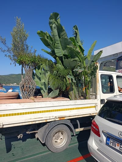 A white flatbed truck is parked on a green surface, possibly a ferry deck. The truck is filled with large tropical plants, including banana trees and a decorative potted olive tree. A white car is parked to the right of the truck, partially obscuring its rear. The background shows a clear blue sky, a body of water, and a hilly coastline with buildings, suggesting a coastal location. The scene appears to be in Lepetane, Montenegro, a town known for its ferry crossing.