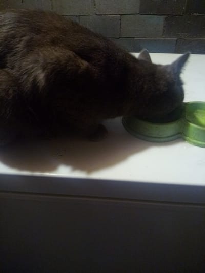 A dark-furred domestic cat is centrally positioned, actively consuming from a lime-green, two-compartment pet bowl situated on a light-colored, flat surface, possibly a counter or table. The cat's head is submerged in the left bowl section, and its dark brown or charcoal gray fur, with visible texture, covers its back. Its pointed ears are upright. A distinct shadow of the cat and bowl is cast on the white surface. The background features a dark wall composed of rectangular masonry blocks, likely cinder blocks, arranged in horizontal courses. The scene is dimly lit, with the lower portion of the image obscured by shadow. The setting is identified as an indoor location within Querétaro, Mexico.