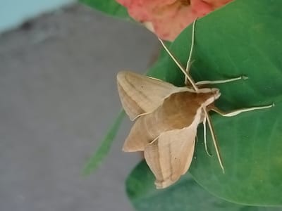 A light brown moth with striped wings rests on a broad green leaf. A blurred pink flower is visible in the upper right corner of the image. The background is out of focus, showing a greyish surface. The scene is likely outdoors, possibly in a garden or park setting within the city of Көлкент, Kazakhstan.