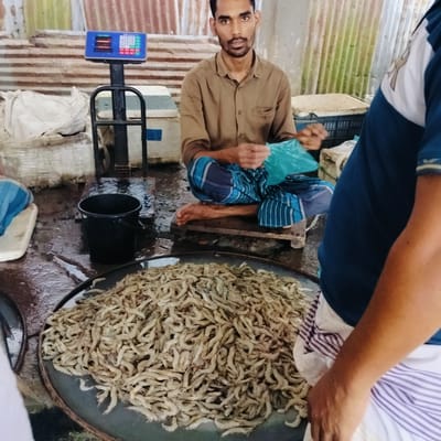 This image captures a vibrant market scene in Lalmohan, Bangladesh, focusing on a seafood vendor and his produce.

The central figure is a man, likely a vendor, seated on a low wooden stool. He wears a light brown collared shirt and a blue and white striped lungi, sitting cross-legged with bare feet resting on the wet floor. He looks directly at the camera with a neutral expression, holding a light blue plastic bag in his hands, seemingly in the process of preparing goods for a customer. To his right, partially visible, is another person wearing a blue t-shirt and a white and purple striped lungi, their back and right arm seen from the shoulder down.

In the foreground, a large, dark, circular pan is piled high with numerous small, pale-colored shrimp, forming the main commodity for sale. Behind the seated vendor, a black metal weighing scale stands upright. Its blue digital display shows red numerals, which are indistinct, along with a numerical keypad (0-9) and function keys, including a 'C' for clear, and the brand "KW" at the top left of the keypad. This indicates that sales are conducted by weight.

The setting appears to be an indoor or covered section of a market, characterized by a wet, concrete floor common in fish markets. The background features corrugated metal sheets forming the walls, some showing signs of wear and green paint. Various white plastic bags and crates are stacked around, suggesting storage or other market activities. The scene depicts a typical, busy market environment, likely during daytime operating hours.