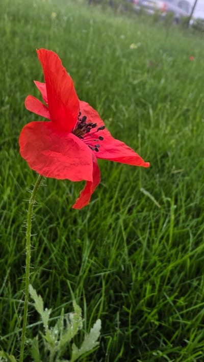 An extreme close-up shot focuses on a single red poppy in a grassy area. The flower, positioned to the left of the frame, displays vibrant red petals with dark stamens in its center. The stem is slender and covered in fine, sharp hairs. The background is dominated by a blur of green grass, suggesting an outdoor setting, possibly a meadow or park. In the upper right background, there is a faint, out-of-focus suggestion of vehicles and possibly buildings, indicating proximity to a road or urban area. The overall impression is one of natural beauty within a somewhat developed environment. The image does not depict any individuals or specific landmarks identifiable as being in Devnya, Bulgaria.
