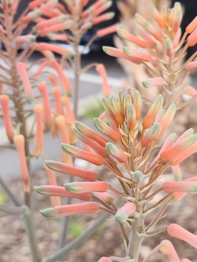This is a close-up photograph of a cluster of coral-colored tubular flowers with green tips, likely an aloe vera bloom, in Altamonte Springs, United States of America. The flowers are arranged on thin, branching stems. In the background, a blurred light-colored surface and foliage are visible, suggesting an outdoor setting, possibly a garden or natural area. The lighting appears to be natural daylight, with soft shadows indicating an overcast or partially shaded environment. There are no people or animals present in the frame, and no discernable human activity is depicted. The focus is entirely on the botanical subject matter.