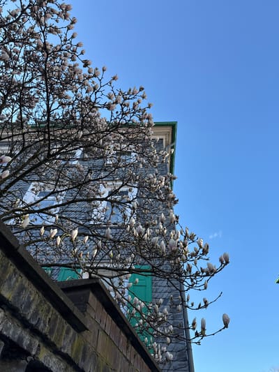 The image shows a magnolia tree in bloom against a blue sky, positioned in front of a multi-story building in Remscheid, Germany. The building features a facade with a gray, tiled appearance and rows of windows with a slight blue tint. Green trim outlines the edges of the building's roof. The foreground includes a section of a brick rooftop at an angle. The branches of the magnolia tree are filled with closed or partially opened white blossoms.