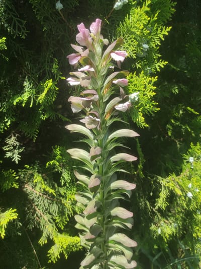 A vertical, full-frame, close-up shot features a tall, slender flowering plant with light pink and pale green blooms and bracts. The plant is positioned slightly to the left of the center, with its bloom spike reaching upwards. The surrounding environment consists of dense, dark green foliage, likely from evergreen shrubs or trees, with some brighter, yellowish-green accents from new growth or different species of evergreen. Sunlight illuminates the plant from the upper right, creating highlights and shadows on the flowers and leaves. Small, pale blue or white buds are visible sporadically within the green foliage. The background is dark and out of focus, emphasizing the floral subject. The scene is an outdoor natural setting, possibly a garden or park in Yelizavetinskaya, Russia. There are no people or discernible human activity in the image.