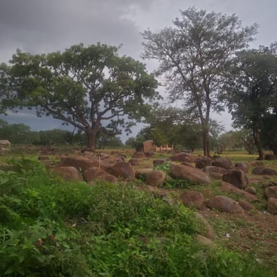 The image depicts an outdoor scene in Ribina East, Nigeria. The primary subjects are large trees with dense foliage, a scattering of large, rounded rocks, and lush green grass and vegetation. The trees are varied in size and age, with one prominent, old tree in the foreground displaying a thick, gnarled trunk and extensive branches. In the background, a small, light-colored building with a tiled roof is visible amongst the trees.

The setting appears to be a natural landscape, possibly a park, a rural area, or the grounds of the building. The presence of rocks suggests a somewhat rugged terrain. The activity, if any, is not directly depicted; it seems to be a static view of the environment.

Notable details include the overcast or cloudy sky, indicated by the muted lighting and the gray hue of the sky. This suggests it might be a cloudy day or late afternoon/early morning. The time of day is not precisely discernible but the diffused light suggests it's not midday. There are no people visible in the image. No text is present. The overall impression is one of a natural, somewhat wild environment.