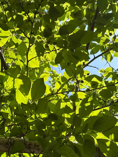 The image displays a close-up view of a tree's branches and foliage against a bright blue sky. The leaves are a vibrant green and are illuminated by sunlight, creating areas of bright translucence and deep shadow. The tree appears to be healthy, with numerous leaves obscuring the view of the sky. Several small, round green fruits are visible amongst the leaves. The branches are thin and dark brown. The overall impression is one of a lush, sun-drenched tree canopy. No people or specific urban features are visible, and thus the location in Jrarat, Armenia cannot be determined from the image itself.