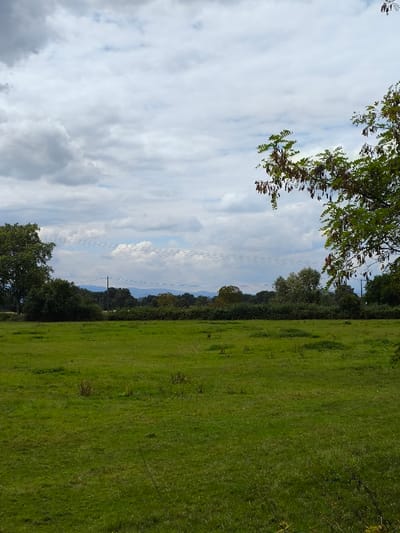 The image depicts an open, rural landscape in Wolfisheim, France, under a partially cloudy sky. The foreground is dominated by an expansive green grass field, showing varying shades and textures of vegetation, with some small clusters of taller growth scattered throughout. No people are present.
In the midground, a dense line of various green trees and bushes forms a natural barrier across the horizon, beyond which distant, hazy blue-grey hills or mountains are visible. A dark, slender utility pole stands vertically on the left side of the midground, and multiple thin, horizontal utility lines, appearing somewhat dashed, traverse the upper midground across the sky.
The sky occupies the upper portion of the frame, filled with a mix of white and grey cumulus clouds, with patches of lighter blue visible between them. On the far right, a branch from a tree with green leaves and numerous dark brown seed pods extends into the frame. On the far left, a portion of another large green tree is visible. No discernible actions or interactions are occurring. The environment is natural and undeveloped.