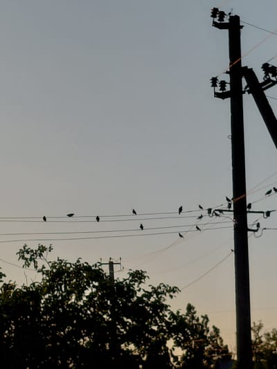 The image depicts a utility pole with wires and several small birds perched on them, set against a pale, overcast sky. The pole is silhouetted in black, with insulators visible. The wires run horizontally across the frame and then descend vertically, with groups of birds scattered along the vertical wires. The birds are also in silhouette, appearing as small, dark shapes. To the right of the frame, the dark, leafy canopy of a tree is visible, suggesting an outdoor setting. The lighting indicates it is either early morning or late evening, with the sky appearing hazy. The presence of utility poles and wires suggests an inhabited or developed area, though no specific buildings or people are visible. The overall mood is serene and quiet, focusing on the natural behavior of the birds in an urban or semi-urban environment. No text is visible in the image.