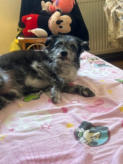 A small, scruffy dog with black and gray fur is lying on its back on a pink bedsheet decorated with cartoon characters. The dog appears to be asleep or resting, with its eyes closed and paws in the air. To the left of the dog are two stuffed toys: a large plush Mickey Mouse wearing red shorts and a white shirt, and a smaller pink character, possibly Stitch, peeking out from behind Mickey. The bedsheet has a repeating pattern of Mickey Mouse heads, stars, and other whimsical designs. The setting appears to be a bedroom, with a wooden chair or furniture leg visible between the dog and the stuffed toys. A blurred background shows what looks like blinds and patterned fabric. The lighting suggests it's daytime, and the overall mood is relaxed and cozy, with the dog comfortably nestled among its companions. No visible text is present in the image.