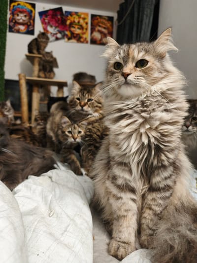 The image depicts a group of cats indoors, possibly in a residential setting. In the foreground, a fluffy grey and brown tabby cat is prominently featured, looking towards the right. Behind it, several other cats of varying sizes and colors are visible, some perched on a multi-tiered cat tree in the background. The cats appear to be in a relaxed or curious state. The environment includes a wall with framed artwork depicting stylized cat portraits. The overall scene suggests a domestic environment where multiple cats are kept. There is no indication of the city of Morąg, Poland.
