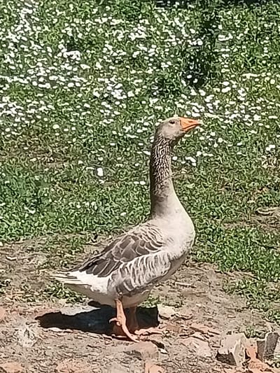 A goose stands in a field of green grass with small white flowers. The goose is facing right, with its head turned upwards. Its feathers are gray and white, and its beak is orange. The ground is made up of dirt and rocks. The background is a blur of green and white, suggesting a sunny day. The image is taken from a low angle, making the goose appear larger than life.