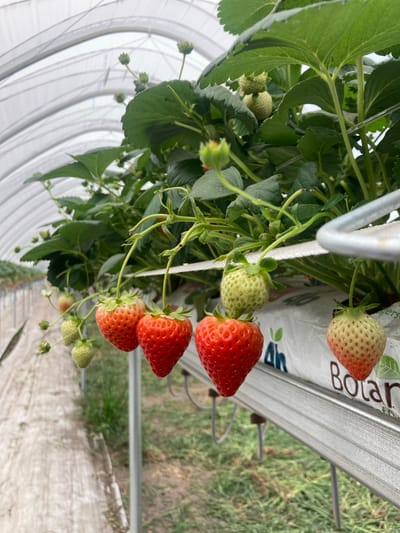 A close-up, low-angle, medium shot shows ripe and unripe strawberries growing on vines inside a greenhouse in Залескі сельскі Савет, Belarus. The strawberries are suspended from green stems and hang in clusters. Four strawberries are in focus in the foreground, with three appearing ripe red and one partially ripe, transitioning from white to red. Further back, several green, unripe strawberries are visible, along with green leaves and stems. The greenhouse structure is evident with its white, translucent covering and supporting metal frame, creating a diffused light. In the background, rows of strawberry plants extend into the distance, with pathways between them. The ground appears to be covered with straw or mulch. The overall environment is agricultural and controlled, suggesting commercial strawberry cultivation. There are no people or animals present in the image.
