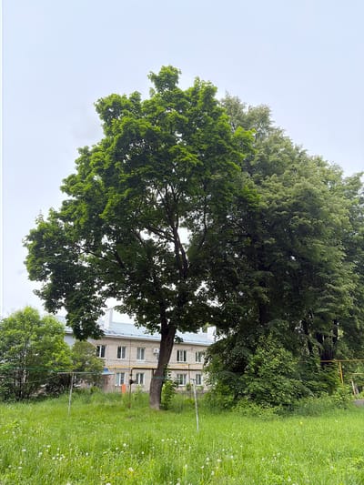 The image shows a large tree with dense green foliage dominating the view. Behind the tree, a two-story building with white-framed windows and a light-colored brick facade is partially visible. To the right of the tree, there is a grassy area with tall grass, some dandelions, and yellow pipes running along the building's exterior. The sky is overcast and white. The location is identified as the city of Новинки, Russia.