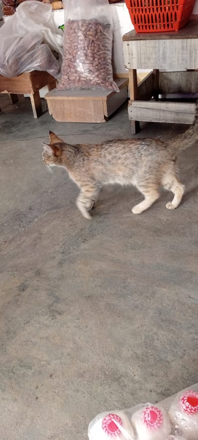 A medium shot captures a tabby cat walking across a grey concrete floor in what appears to be an outdoor market stall in Aviation Quarters, Nigeria. The cat, with fur featuring brown and grey stripes, is positioned in the center of the frame, moving from left to right. Behind the cat, wooden stalls are visible. One stall holds a large clear plastic bag filled with peanuts. Another stall to the right has a red plastic basket on top. In the foreground, out of focus, is a plastic bag containing several white objects with red and white circular patterns. The scene suggests a bustling market environment.