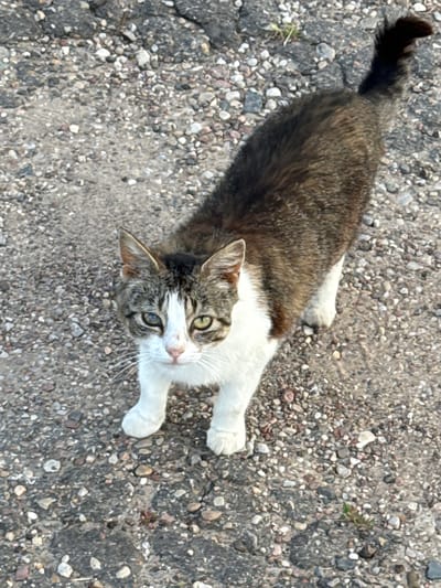 This is an overhead, high-angle shot of a tabby and white cat lying on a gravelly, asphalt surface. The cat's body is mostly dark tabby brown with white paws and a white chest and face. Its eyes are wide and green, and it is looking up towards the camera. The cat's tail is visible, curved over its back and appearing dark brown. The ground is composed of a dark gray asphalt mixed with numerous small pebbles and stones in shades of white, gray, and brown. A few small green plants are sparsely scattered among the pebbles. The lighting suggests it is daytime, possibly sunny given the contrast and shadows, though no direct sunlight is visible. The setting appears to be an outdoor, possibly rural or semi-urban area, consistent with the provided location context of Азгінавіцкі сельскі Савет, Belarus. The cat appears alert and perhaps curious or expectant, given its gaze towards the viewer. There is no visible text in the image.