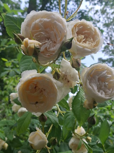 A close-up, eye-level shot features a cluster of pale yellow and cream roses in full bloom and bud, with dark green leaves forming a backdrop. The roses are on a branch with thin, green stems. One rose in the lower center has a small, dark insect with visible legs resting on its petals. Another similar insect is seen in flight to the right of a rose in the upper right quadrant. The background consists of out-of-focus green foliage and a pale sky. The image was taken outdoors, with the lighting suggesting an overcast or shaded day. This scene is located in Middleton Tyas, United Kingdom.