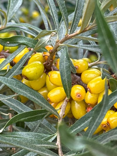 A close-up, vertical shot captures a cluster of bright yellow, oval-shaped berries hanging from a branch, surrounded by long, silvery-green leaves. The berries have small, brown speckles and some show a faint reddish hue near their stems. The leaves are narrow and pointed, with a textured, almost fuzzy appearance due to fine white speckles. The background is softly blurred, suggesting a natural outdoor setting with hints of other vegetation. The image focuses on the detail and vibrant color of the berries and leaves, emphasizing their natural beauty. The location is identified as Затишье Снт, Russia.