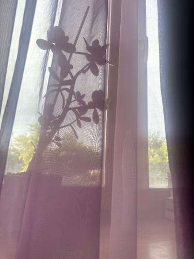 A shadowed silhouette of a jade plant with thick, fleshy leaves is visible through translucent, purple and white curtains in front of a window. Beyond the window, the blurred image of green foliage suggests an outdoor setting with trees. The sunlight filtering through the curtains creates a soft, diffused illumination. On the windowsill to the right, a stack of books is partially obscured by the curtain. The environment appears to be indoors, likely a residential setting, given the presence of curtains and books. The location in Tatar Pishlya, Russia, is an assumption based on the provided prompt and cannot be visually confirmed from the image alone.