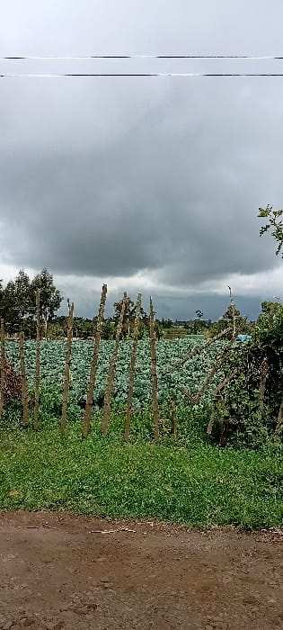 The image displays an agricultural landscape in Gatakaine, Kenya, under an overcast sky. In the foreground, a reddish-brown dirt path occupies the bottom quarter, leading to a strip of green grass. A rudimentary fence, constructed from approximately ten vertically oriented, irregularly shaped wooden posts of varying heights and diameters, stands between the grass and the main field. Beyond this fence, a vast field extends into the midground, densely populated with uniform rows of mature, green leafy crops, consistent with cabbage or kale. Further back, several dark green trees are visible, marking the horizon. The sky is largely covered by dense, dark grey clouds, suggesting an overcast or pre-rain condition. Two horizontal, thin dark lines, consistent with utility wires, are faintly discernible in the upper portion of the sky. No human figures or discernible structures of habitation are present.
