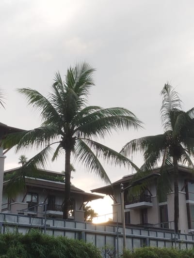 The image shows a scene in Ko Kaeo, Thailand, featuring tropical vegetation and modern architecture. In the foreground, lush green bamboo-like plants are visible. Behind the plants, a light-colored, multi-story building with dark trim and balconies is partially obscured by the foliage. A street light with a modern design stands in front of the building. Two prominent palm trees with full fronds dominate the upper portion of the image, with one on the left and another on the right. The sky is overcast with a hazy, pale gray appearance, suggesting it might be early morning or late afternoon. The overall impression is one of a resort or residential area in a tropical climate.