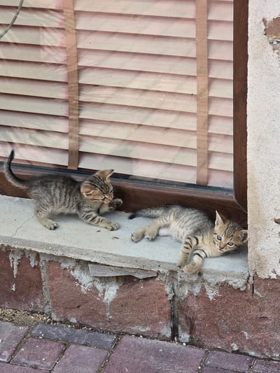Two tabby kittens are looking up from a recessed ledge. The ledge is made of concrete and is stained with reddish-brown mineral deposits. To the left of the ledge, a slatted wooden structure is visible, likely a blind or shutter. The background consists of rough brickwork and what appears to be a concrete or stone paving. The kittens are small and have distinctive tabby stripes. One kitten is lying on its back, looking directly at the camera with wide blue eyes. The other kitten is clinging to the concrete ledge with its claws, looking upwards. The overall impression is one of curiosity and playful exploration. The lighting suggests it is daytime, with shadows indicating the sun is likely high in the sky. The location, Gara Oreshets, Bulgaria, suggests a rural or semi-rural outdoor setting. There is no visible text in the image.