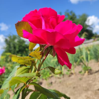 A close-up, low-angle shot captures a vibrant fuchsia rose in full bloom, its petals unfurling against a bright blue sky dotted with white clouds. The rose is the dominant subject, with its velvety petals catching the sunlight and displaying a rich, saturated color. Several green leaves with serrated edges are visible, some showing a hint of yellowing, attached to a sturdy stem. The background is a blur of greens from distant trees and a sandy patch of ground, suggesting an outdoor garden setting. The lighting indicates it is daytime, likely a sunny afternoon. There is no visible text in the image. The scene evokes a feeling of natural beauty and the peak of summer bloom.