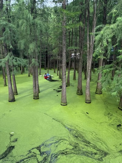 An aerial, high-angle medium shot captures a kayak carrying two people navigating through a dense forest where trees emerge from a swamp covered in bright green duckweed. The trees are tall and thin with rough bark, and their branches spread out above the water. The duckweed creates an almost solid surface on the water, with darker patches of what appears to be submerged vegetation or debris swirling in the green. In the distance, some structures can be seen through the trees, suggesting proximity to a developed area. The scene is one of natural immersion, with the kayak and its occupants appearing small against the vastness of the swamp and forest.
