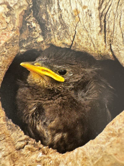 This image is a close-up, high-angle photograph of a bird with a black body and a bright yellow beak nestled within a dark cavity, likely a tree hollow. The textured, rough surface of the surrounding wood is visible, with its natural brown and tan tones. The bird's eye is not clearly discernible. The image does not contain any information that would indicate its location in Gandia, Spain.