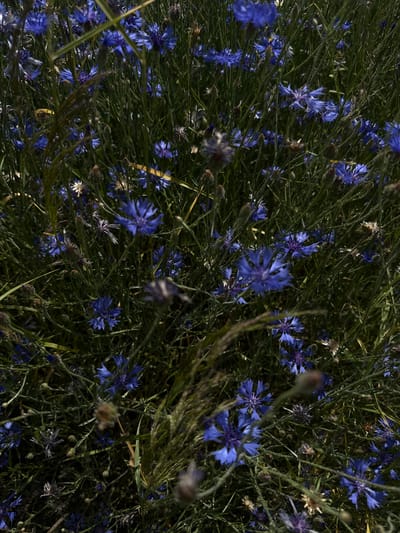 The image is a close-up, overhead shot of a dense patch of blue cornflowers interspersed with green grass and some dry, brown plant material. The flowers are vibrant blue with a feathery appearance, and many are in various stages of bloom. The lighting is dim, suggesting it might be overcast or late in the day, casting the scene in a slightly muted, natural light. The focus is on the textures and colors of the wildflowers, creating an organic and naturalistic feel. There are no people or man-made objects visible. The setting appears to be a rural or natural area, possibly a field or roadside verge, consistent with the general environment of Буркоўскі сельскі Савет, Belarus.