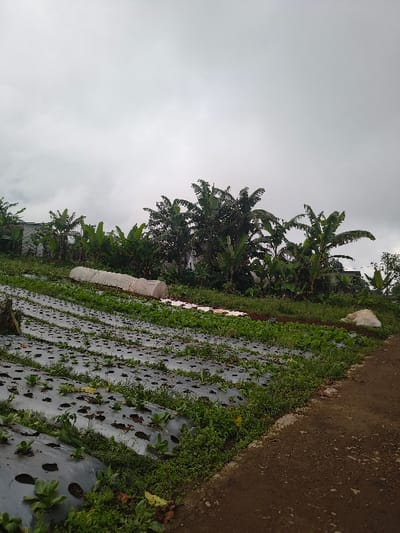 A slightly tilted shot shows a landscape of agricultural land under an overcast sky. Banana trees line the field's edge, bordering plastic-covered rows with small plants emerging from pre-cut holes. A dirt path runs alongside the field, and some large rocks are visible at the edge. The field appears to be covered in a mulch system for weed control, with vegetation growing around the plastic covering.
