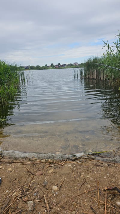 The image depicts a tranquil lakeside scene in Šventininkai, Lithuania. The foreground is composed of sandy shore littered with small stones and dried plant debris. A thin line of white foam marks the water's edge. The lake itself is calm, with gentle ripples distorting the reflection of the overcast sky. Tall reeds and grasses line both sides of the lake, creating a natural frame. In the distance, across the water, a small village with several houses is visible nestled amongst trees. A fishing rod extends into the frame from the right side, hinting at the activity of fishing. The overall atmosphere is peaceful and serene, characteristic of a rural Lithuanian landscape.
