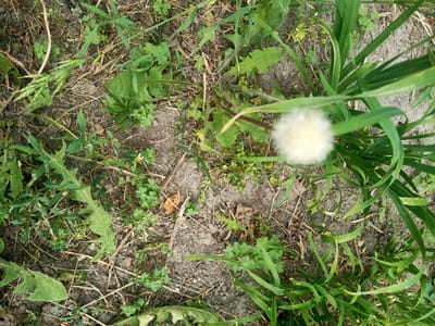 A close-up, overhead shot captures a patch of dry, disturbed earth, sparsely covered with vegetation. The ground is a mix of dark soil and lighter-colored, dry organic matter, suggesting a natural or untended outdoor setting. Green clover, with its characteristic three-leaf clusters, is scattered across the soil, along with the jagged-edged leaves of what appear to be dandelions. Tall, slender blades of grass dominate the right side of the frame, their vibrant green contrasting with the drier elements. In the center right, a fluffy white dandelion seed head is in soft focus, its delicate structure a focal point of the image. A thin, reddish-brown stem, possibly from a dried weed, runs diagonally through the scene. The lighting suggests daytime, with no harsh shadows indicating a possible overcast sky or late afternoon sun. The overall impression is one of natural growth in a somewhat arid environment, with a hint of the ephemeral beauty of a dandelion ready to disperse its seeds. The image was taken in Nosivka, Ukraine, providing a specific geographical context for this humble scene of nature.