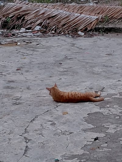 A single orange tabby cat is depicted lying prone on a cracked, weathered grey concrete surface in Mns Alue, Indonesia. The cat is stretched out horizontally, oriented with its head facing towards the upper background and its body extending towards the lower left. Its head is slightly turned, looking left from its body axis. The concrete exhibits multiple linear cracks and patches of wear. In the immediate background, a dense accumulation of dried, brown palm fronds or large tropical leaves forms a horizontal pile. At the interface between the concrete and the fronds, scattered small pieces of light-colored litter and minimal green plant growth are visible. On the concrete surface near the cat, a small, irregular yellowish object is present. Further towards the bottom left, a distinct small object featuring blue and green colors, possibly plastic, rests on the concrete, along with a dark, amorphous object and several reddish-brown flecks near the bottom right.