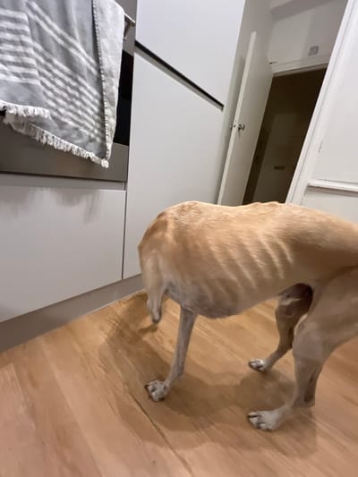A cream-colored dog stands in a kitchen. Its spine is visible through its fur. The dog's body partially obscures white kitchen cabinets. A striped gray and white towel hangs on a rack. The floor is made of light-colored wood. The camera angle is tilted, giving a distorted view of the room.