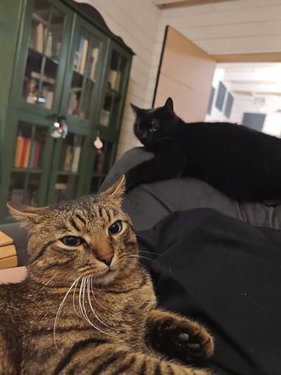 The image shows two cats indoors. In the foreground is a brown tabby cat with prominent white whiskers, lying down. Its expression is slightly alert, with ears perked up. Behind the tabby cat, partially out of focus, is a black cat lying on what appears to be a person's lap or clothing. The background includes a green bookshelf filled with books and a glimpse of a room with white walls and a partially open door. The location of the scene within the city of Свистуха (кузяевский С/о), Russia cannot be determined from the given visual data. No people or specific interactions are visible other than the general presence of the cats indoors.