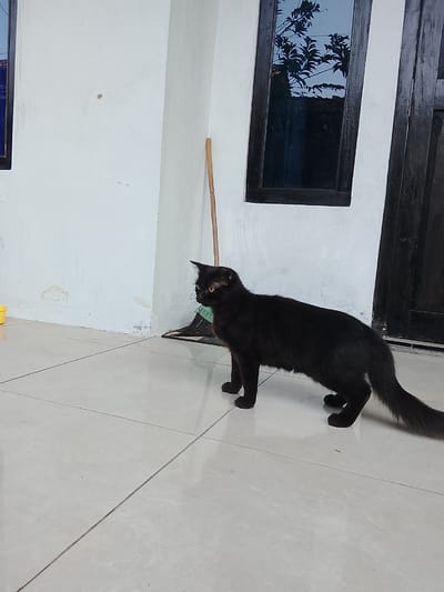 A black cat with yellow eyes stands on a tiled floor next to a white wall in what appears to be an outdoor area, possibly a patio or walkway, in Gunung Malang, Indonesia. The cat is facing to the left, with its body angled slightly. Behind the cat, a broom with a green head leans against the wall, and a wooden broom handle extends upwards. A dark-framed window with reflections of tree branches is visible on the wall. To the left of the cat, a yellow object is partially visible on the tiled floor, near the base of the wall. The white wall shows some minor discoloration and marks. The tiled floor is light-colored and laid out in a grid pattern. The scene is lit by natural light, casting subtle shadows.