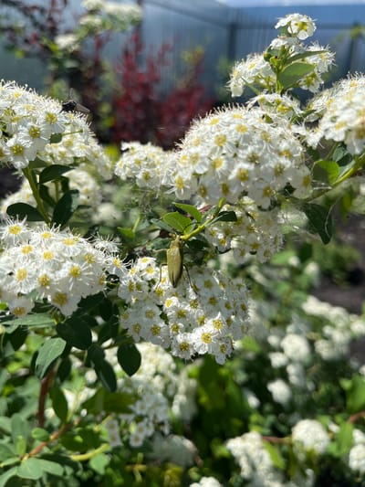 In Baimovo, Russia, a close-up shot captures a cluster of white Spirea flowers in bloom. A metallic green beetle is prominently positioned on one of the flower clusters, its body angled slightly upwards. Another insect, a fly, is visible on a different flower in the upper left portion of the frame. The background is softly blurred, showing hints of red foliage and a distant fence, suggesting an outdoor, possibly garden, setting. The lighting indicates a bright, sunny day.