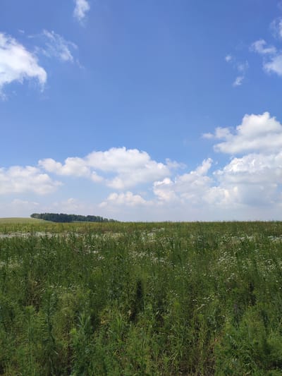 The image depicts a serene landscape under a bright blue sky dotted with fluffy white clouds. In the foreground, a dense field of green grass and wildflowers stretches towards the horizon. The vegetation is lush and varied, with taller plants interspersed with smaller, delicate blooms. In the middle ground, a gentle slope rises, topped with a line of dark green trees. The background consists of the expansive sky, creating a sense of open space and natural beauty. The scene is devoid of any human presence or man-made structures, suggesting a rural or undeveloped area. There is no indication of the location being in Bakhmut, Russia.