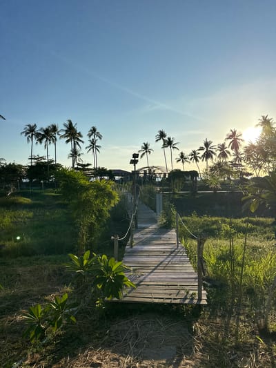 This is a photograph of a wooden boardwalk leading through lush vegetation and towards a cluster of palm trees. The sun is setting, casting a warm glow over the scene and creating long shadows. The boardwalk appears to be constructed from weathered planks and is lined with simple rope railings. On the left side of the boardwalk, there is dense green grass and some smaller leafy plants. On the right, tall reeds and grasses grow, illuminated by the setting sun. In the background, silhouetted against the bright sky, are numerous palm trees, suggesting a tropical location. There are also some structures visible behind the trees, possibly resort buildings. The sky is a clear, pale blue with a few wispy clouds. The overall atmosphere is peaceful and serene, indicative of a natural landscape at dusk. The image depicts a pathway into a tropical environment, likely a resort or a natural reserve in Baan Taling Ngam, Thailand, given the characteristic palm trees and the style of architecture. No people are clearly visible in the frame.