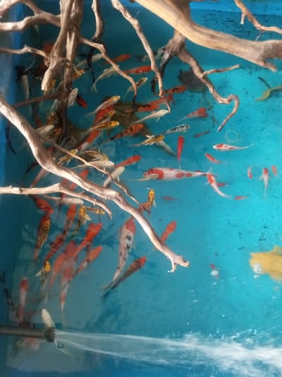 A tank of koi fish, mostly red, white, and orange, swim amongst driftwood. Some fish have unique patterns like black spots. The water is a light blue. Bubbles and ripples appear at the bottom left, suggesting water movement from a pump or filter. Several fish are yellow and white.