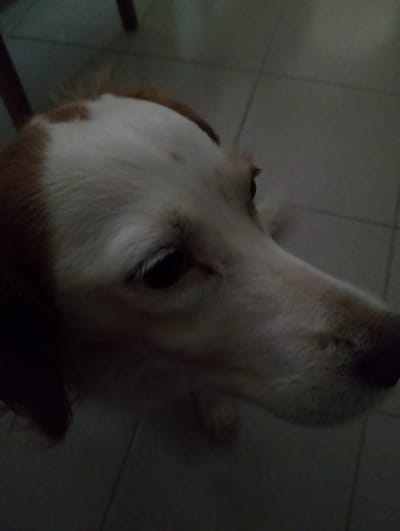 This is a close-up, overhead shot of a dog's face, with its head tilted downwards and to the right. The dog appears to have white fur with patches of light brown on its head. The lighting is dim, suggesting it might be nighttime or indoors with low light. The dog's eye is visible, dark and round, with some of its fur appearing slightly reddish. The background is out of focus, showing a tiled floor and hints of dark furniture. The dog's expression is ambiguous due to the lighting and angle, but its gaze seems directed downwards, perhaps at something on the floor. The overall impression is one of intimacy and quiet observation. No text is visible in the image.
