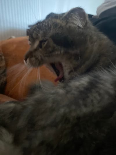 This is a close-up, low-light, medium-shot video of a tabby cat. The cat is lying down, with its head tilted to the side. Its mouth is open, revealing its tongue and teeth. The cat's fur is a mix of gray, black, and brown stripes. Its eyes are not visible in the frame. The background is blurred and dark, with some hints of orange and white. The image is slightly grainy due to the low light conditions. The cat appears to be relaxed or possibly yawning. The setting is indoors, but specific details of the room are not discernible. There is no visible text in the video. The time of day and weather are unknown. The location context of Pokhvistnevo, Russia, is provided but not visually evident in the media file.