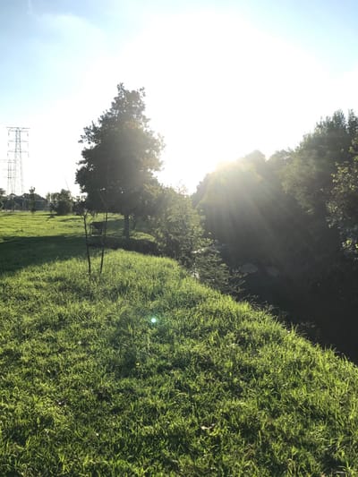 This image captures a vibrant, sun-drenched outdoor landscape in Germiston, South Africa. The foreground and midground on the right side of the frame are dominated by a lush, undulating expanse of bright green grass or shrubbery, bathed in sunlight.
A brilliant sun is prominently featured on the left, emitting strong sunbeams and lens flares that create a luminous glow across the scene. Various trees are scattered throughout the midground and background; some are partially silhouetted against the intense brightness of the sky and sun, while others appear greener where the light catches them. The sky is clear and bright, indicative of a sunny day. In the far left background, a tall metal electricity pylon is visible, suggesting the proximity of urban or industrial infrastructure to this natural setting.
The strong, low-angle light and pronounced sunbeams suggest either early morning or late afternoon, likely sunrise or sunset. The scene evokes a sense of natural beauty and warmth. There are no people or specific activities taking place within the frame. No text is visible in the image.