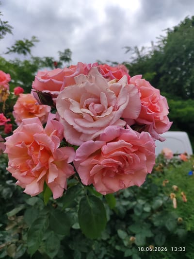 A close-up, upward angle shot focuses on a cluster of pale pink and coral roses, their petals soft and layered, against a backdrop of a cloudy sky and blurred green foliage. The roses appear to be in full bloom, with some showing slight wilting on the edges of their petals. In the background, out of focus, is the white side of a van and more of the rose garden with some spent blooms. The image is dated "18.06.2026 13:33". This image does not contain enough visual information to determine its location within the city of Northampton, United Kingdom.