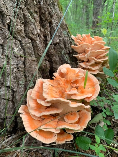 In Zerkal'noe, Russia, a close-up shot reveals clusters of bright orange, shelf-like mushrooms growing on the rough bark of a large tree. The mushrooms have ruffled edges and appear to be layered, with some stalks visible emerging from the tree trunk. Green grass blades and leaves are interspersed around the base of the tree and mushrooms. The background is blurred, showing a forest environment with trees and greenery. The lighting suggests it is daytime.
