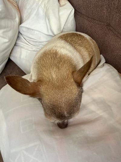 A close-up, overhead view of a small tan and white dog sleeping on a white blanket. The dog's head is down, and its ears are perked up. The dog's back has distinct tan stripes. The background shows a brown textured surface, possibly a couch. The image does not provide any information about its location in the city of Tambov, Russia.